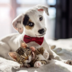 Penang Introduces Pet-Friendly Cafes: What It Means for Urban Living