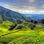Cameron Highlands Tops Agoda’s List of Asia’s Best Rural Destinations