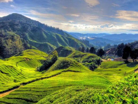 cameron highlands